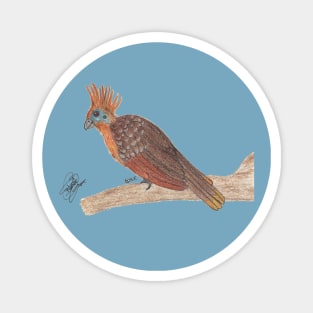 Hoatzin Magnet